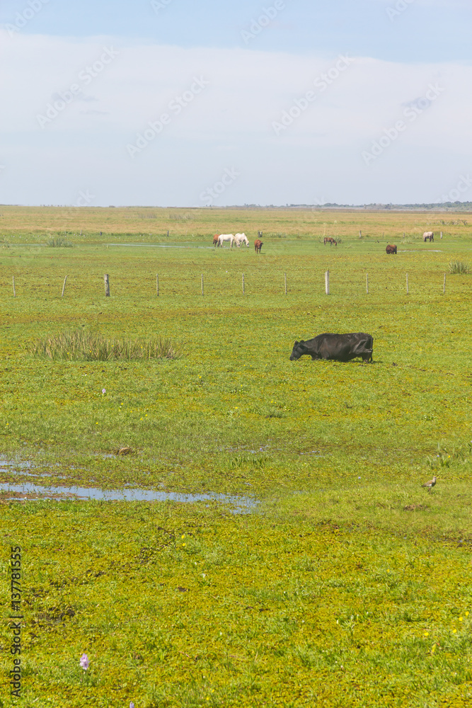 Cows in a swamp on a farm in Lagoa do Peixe National Park