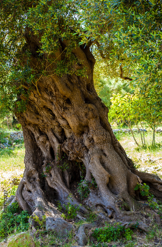 Fototapeta premium Ancient olive tree trunk, apulia. Italy