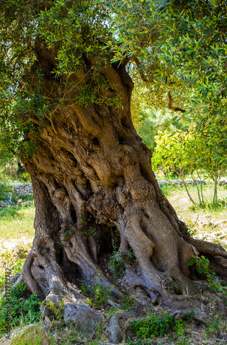 Ancient olive tree trunk, apulia. Italy