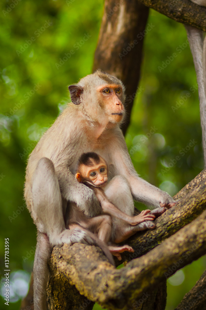 Monkey family in the forest