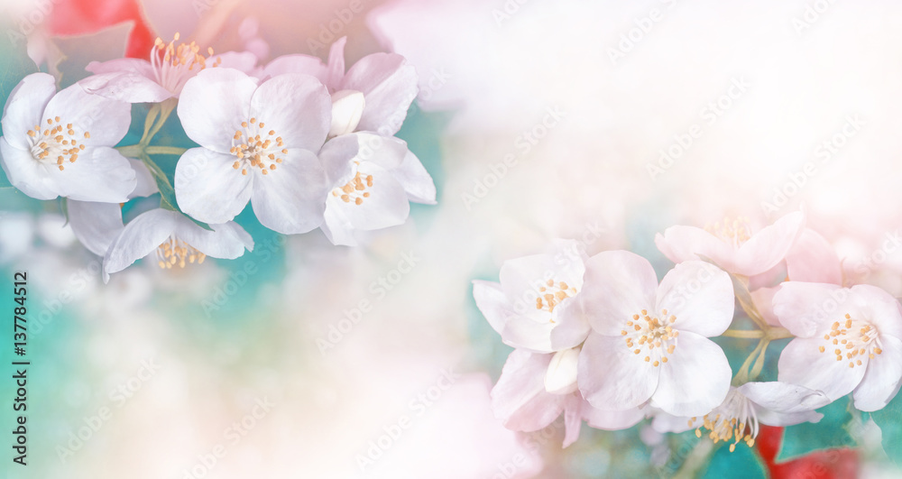 White jasmine. The branch delicate spring flowers White jasmine. The branch delicate spring flowers