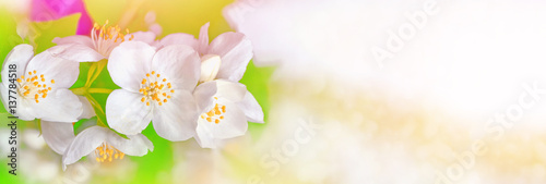 White jasmine. The branch delicate spring flowers © alenalihacheva
