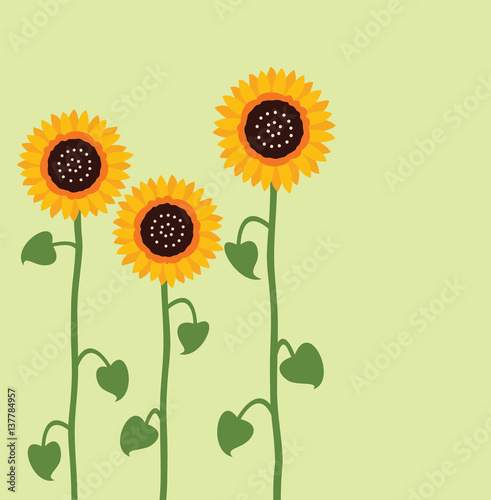 vector sunflower summer background