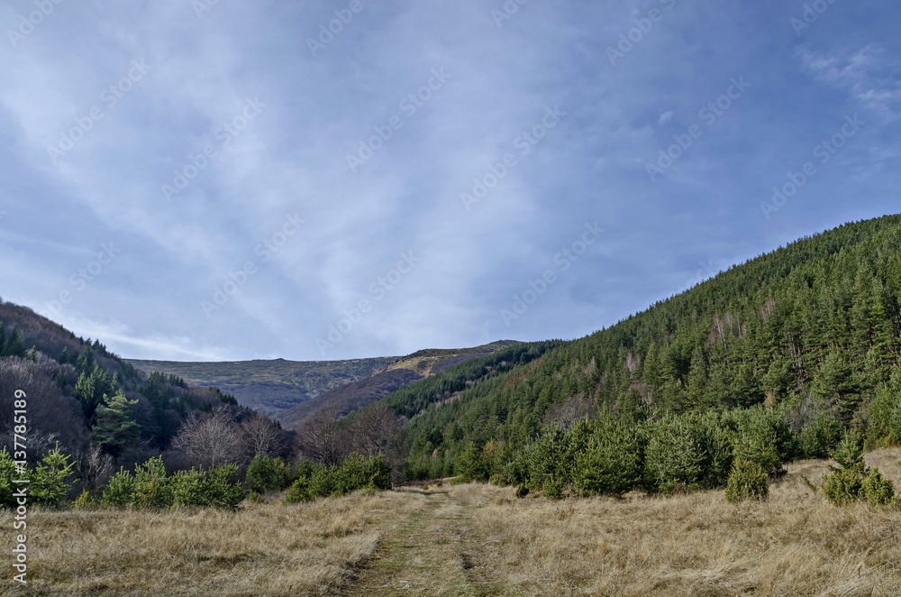 Fototapeta premium Panorama of glade and late autumn forest in Vitosha mountain, Bulgaria 