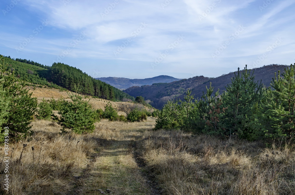 Panorama of glade and  late autumn forest in Vitosha mountain, Bulgaria 