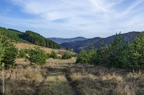Panorama of glade and  late autumn forest in Vitosha mountain  Bulgaria 