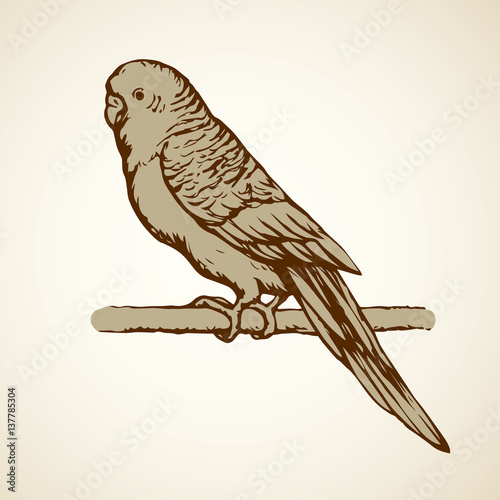 Budgerigar. Vector drawing