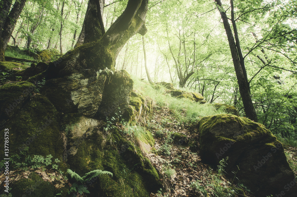 Natural forest landscape. Tree roots and boulders in green woods with lush vegetation