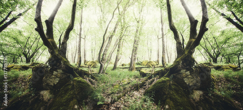 Fototapeta Naklejka Na Ścianę i Meble -  Creative symmetrical forest composition. Surreal green woods scenery with old trees