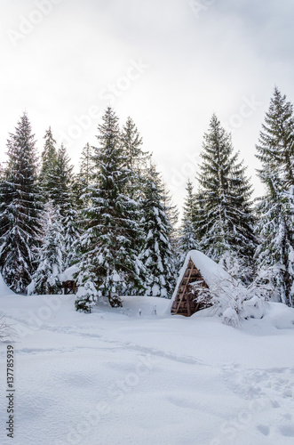 House on a hillside covered with snow and green trees on the sides, with hhory Blue Christmas forest in the background Winter landscape. © Svfotoroom