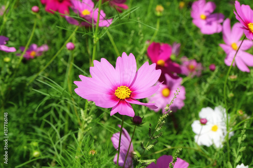 Closeup cosmos Flower in the garden © NewSaetiew