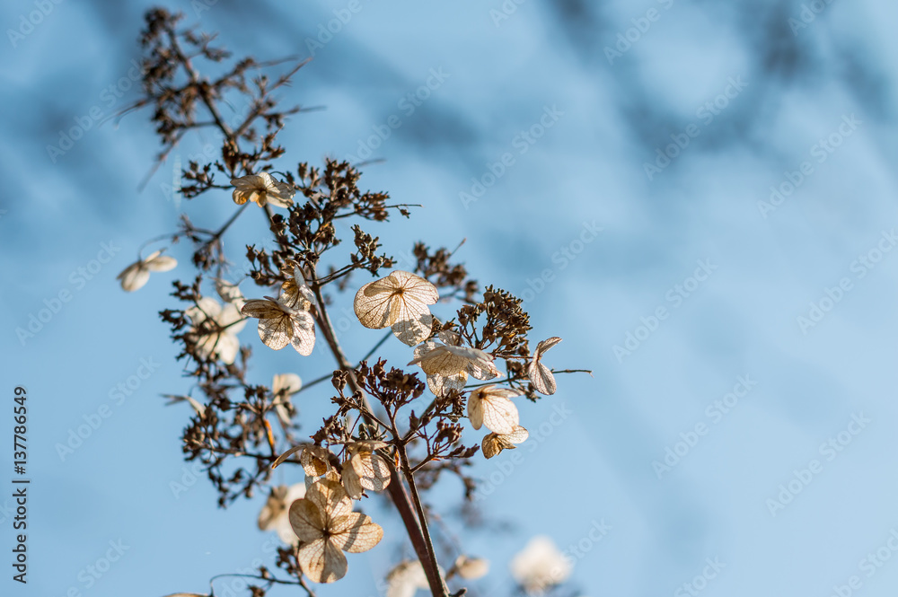 beautiful dried flower and blue spring sky beautiful dried flower and blue spring sky