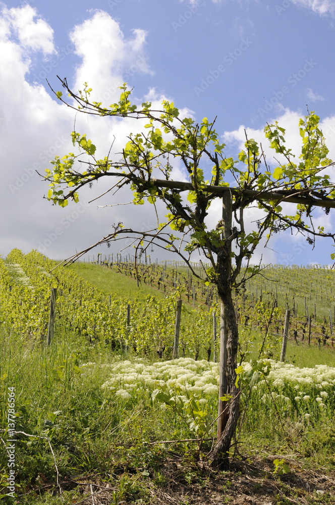 Fototapeta premium weinberg im frühling