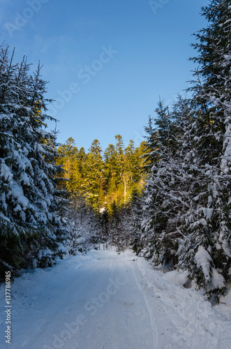 winter mountain landscape. The road that leads to the spruce covered with snow in daylight