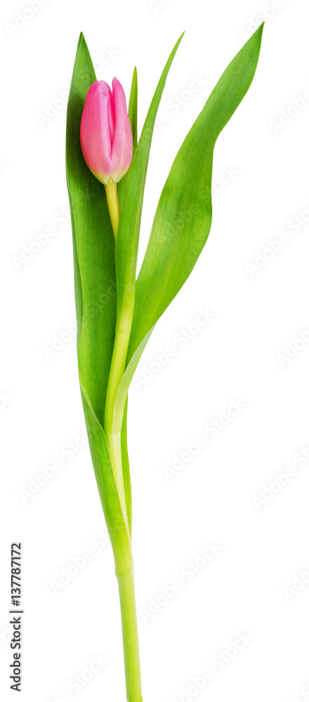 Obraz premium Pink tulip flower