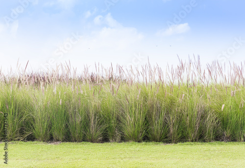 Imperata cylindrica Beauv with grass field photo