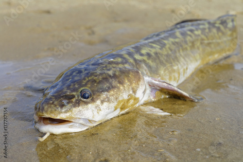 Obraz na płótnie Burbot w salonie