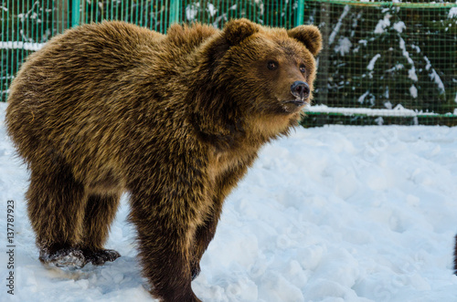 Portrait of brown Bear Sanctuary in playing in the snow.
