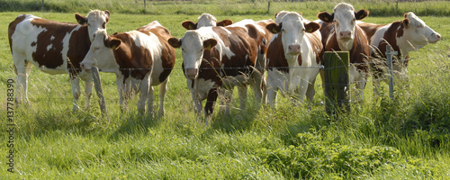 zeven koeien staan nieuwsgierig te kijken achter het hek photo