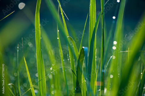 Foto Sugar Cane leaves with dew and blurred effect