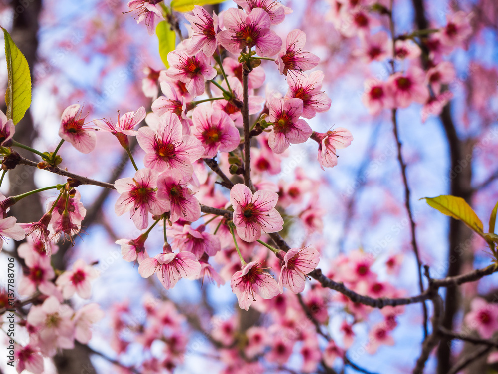 Pink Sakura flower in thailand, Wild Himalayan Cherry Pink Sakura flower in thailand, Wild Himalayan Cherry