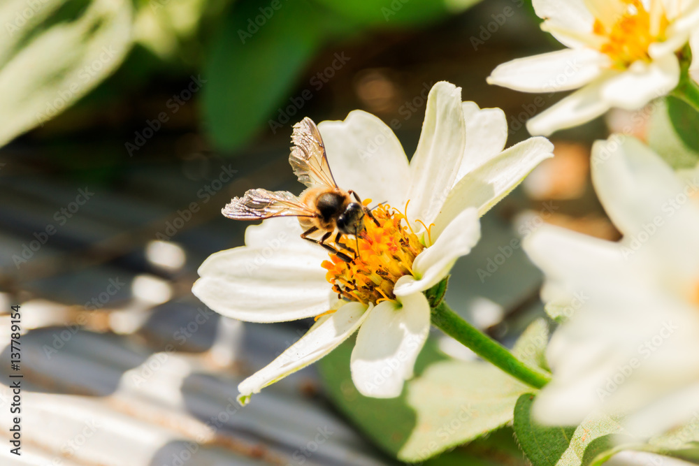 Fototapeta premium Closeup flower bee swarm in the gar den