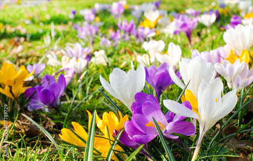 Frühlingserwachen, Ostergruß, Alles Liebe, Glück, Freude: Wiese mit zarten Krokussen :)