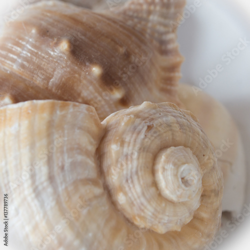 Close up of seashells