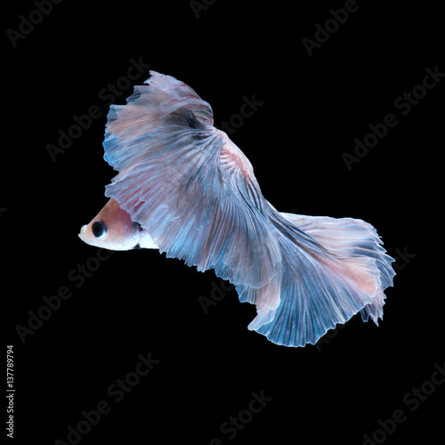 Blue betta fish isolated