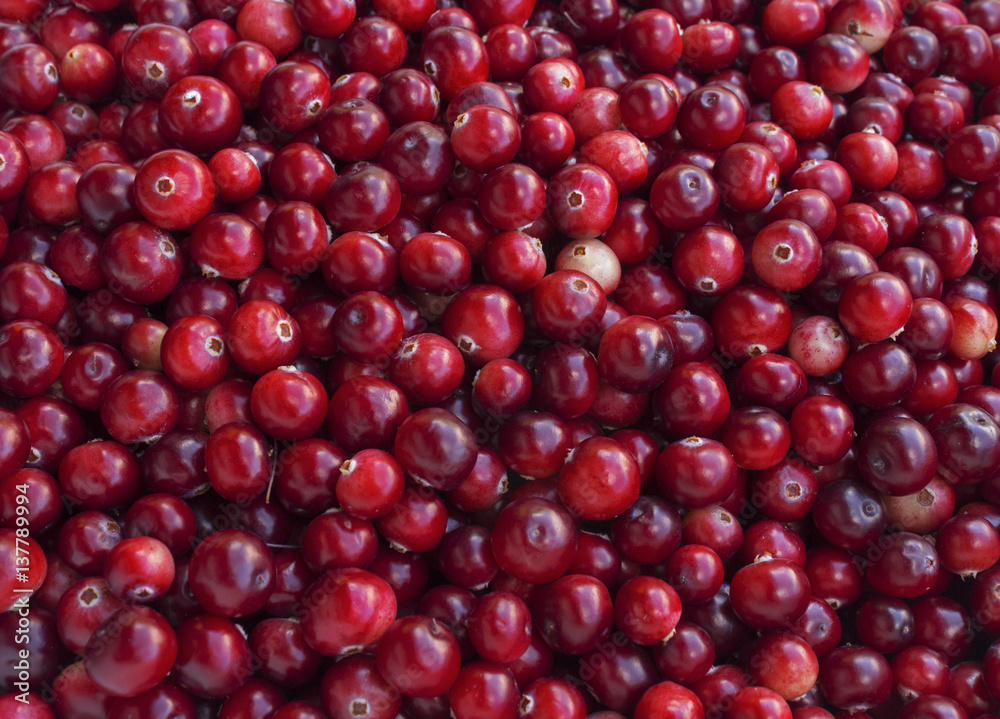 Rustic background with red tasty colorful cranberries, top view. Soft focus, closeup cranberry photo for eco cookery business. Antioxidant natural cowberry harvest