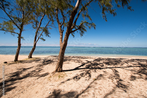 Fototapeta Naklejka Na Ścianę i Meble -  Deserted sandy beach view with filao trees - Mauritius