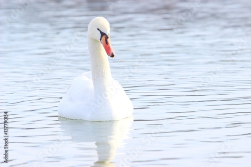 Swan on lake