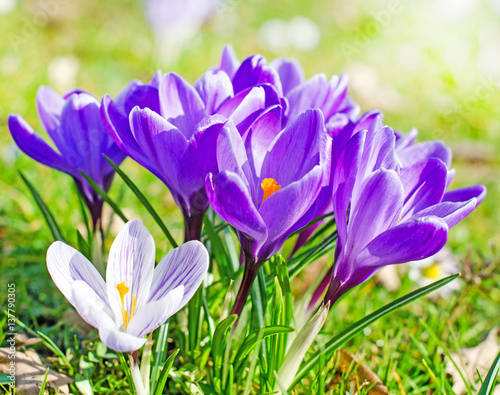 Frühlingserwachen, Ostergruß, Alles Liebe, Glück, Freude: Wiese mit zarten Krokussen :)