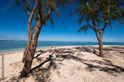 Fototapeta Naklejka Na Ścianę i Meble -  Sandy beach view with filao trees - Mauritius