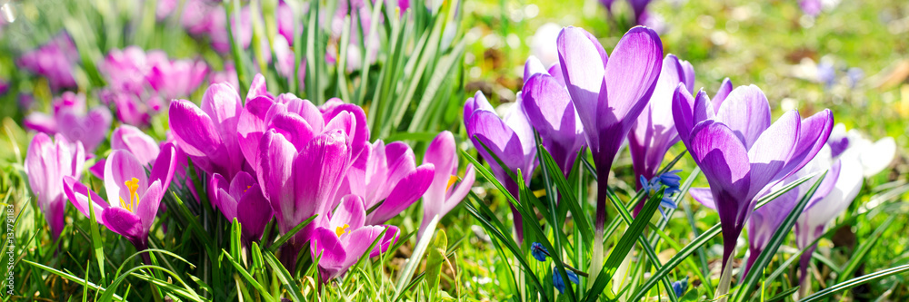Frühlingserwachen, Ostergruß, Alles Liebe, Glück, Freude: Wiese mit zarten Krokussen :) Frühlingserwachen, Ostergruß, Alles Liebe, Glück, Freude: Wiese mit zarten Krokussen :)