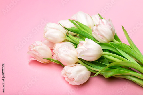 Beautiful pink and white tulips on pink background . Spring flowers. Postcard on March 8