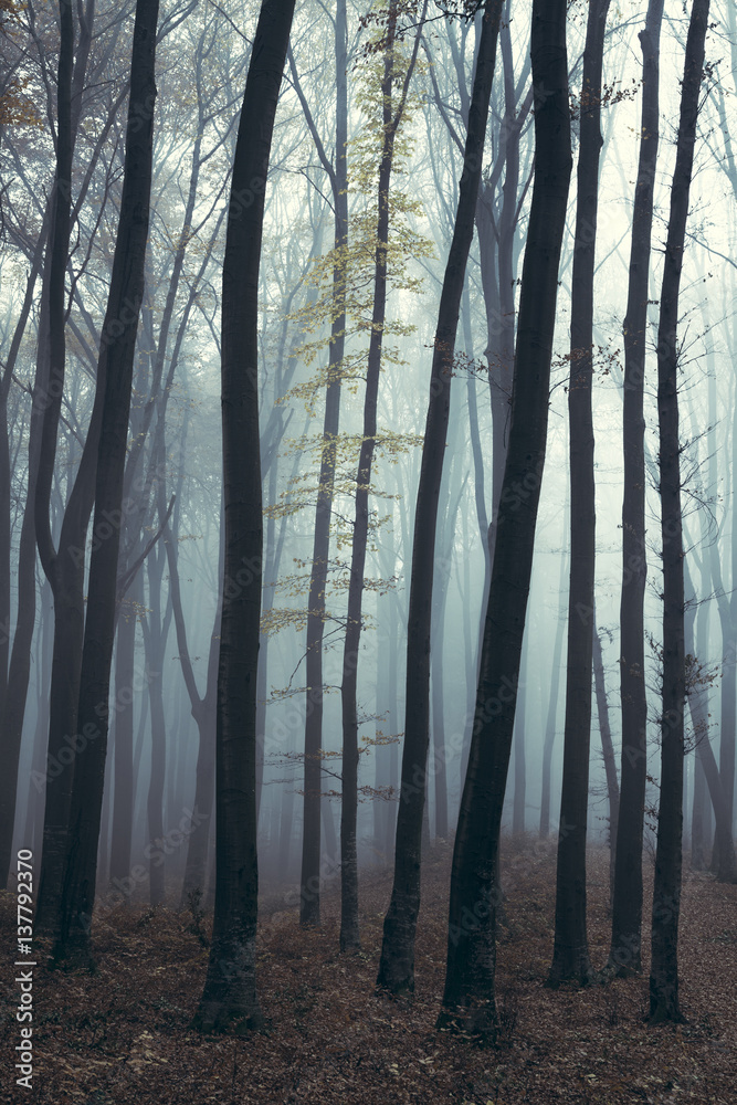 Obraz premium Lonely tree in creepy forest
