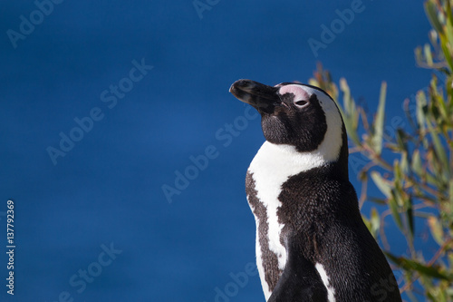 Penguin at Boulders Beach
