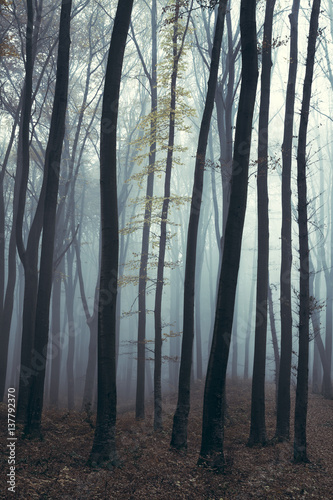 Lonely tree in creepy forest