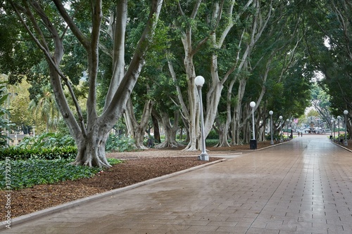 Photography Park avenue with large trees