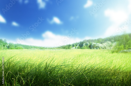 sunny morning and field of grass