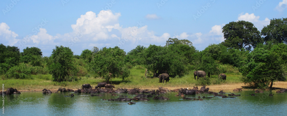 Elephants and buffalos in Sri Lanka Elephants and buffalos in Sri Lanka