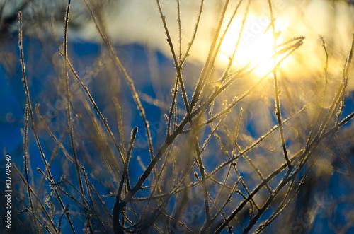 Blurry winter forest with bokeh effect.