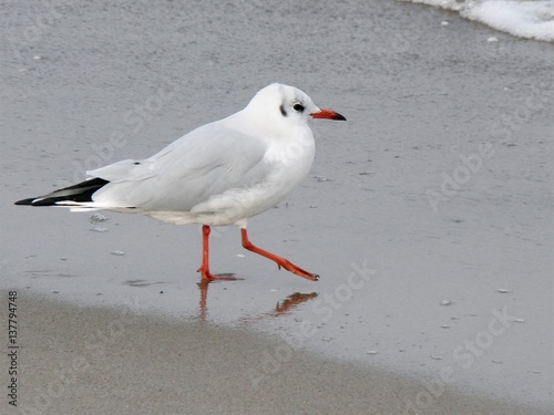 möve am sandstrand, gehend photo