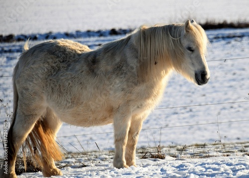 Ein helles Pferd mit langem Pferdschweif steht in der Sonne im Winter im freien auf der Weide und geniest den Sonnenschein. © Copula