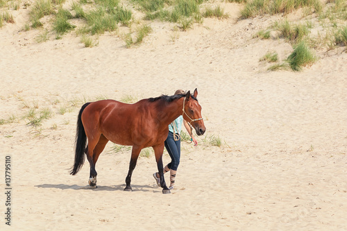 Horse with rider on the North Sea Texel beach