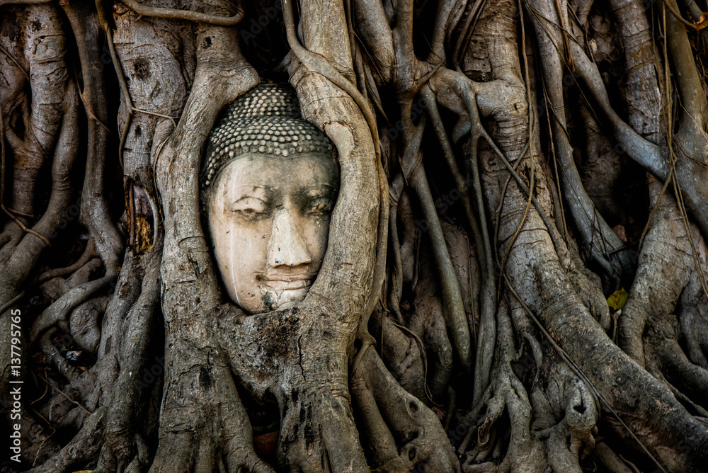 Buddha head in tree root in Mahathat temple,Ayutthaya Historical Park in Ayutthaya. The famous temple Ayutthaya Thailand.