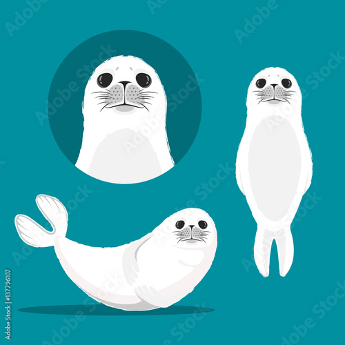 White seal animal