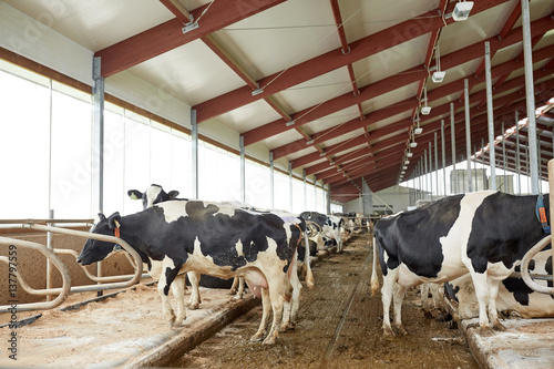 herd of cows in cowshed stable on dairy farm