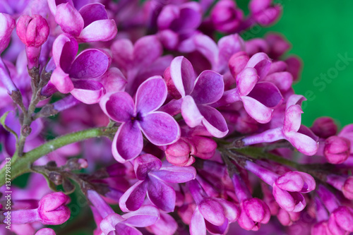 branch of lilac flowers close-up shallow depth of field, selective focus © Andrey Solovev